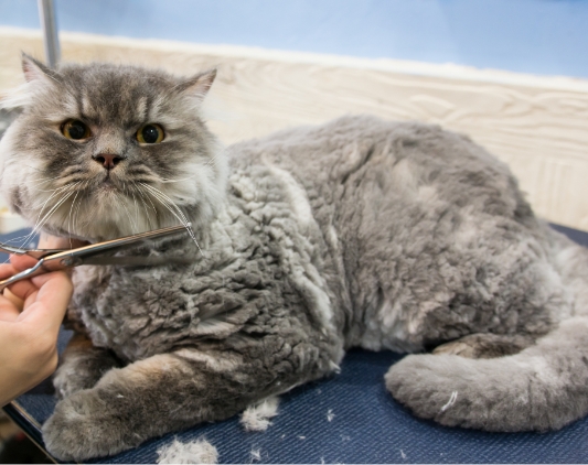 猫専用のグルーマー
