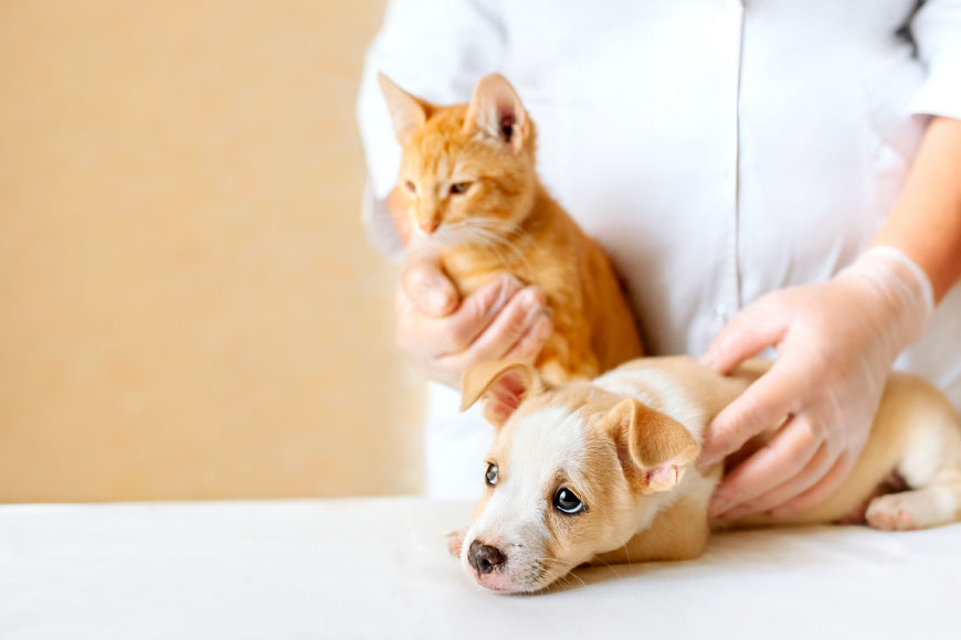 日本限定 最新犬と猫の免疫学―疾患の予防・治療とそのメカニズム 健康 